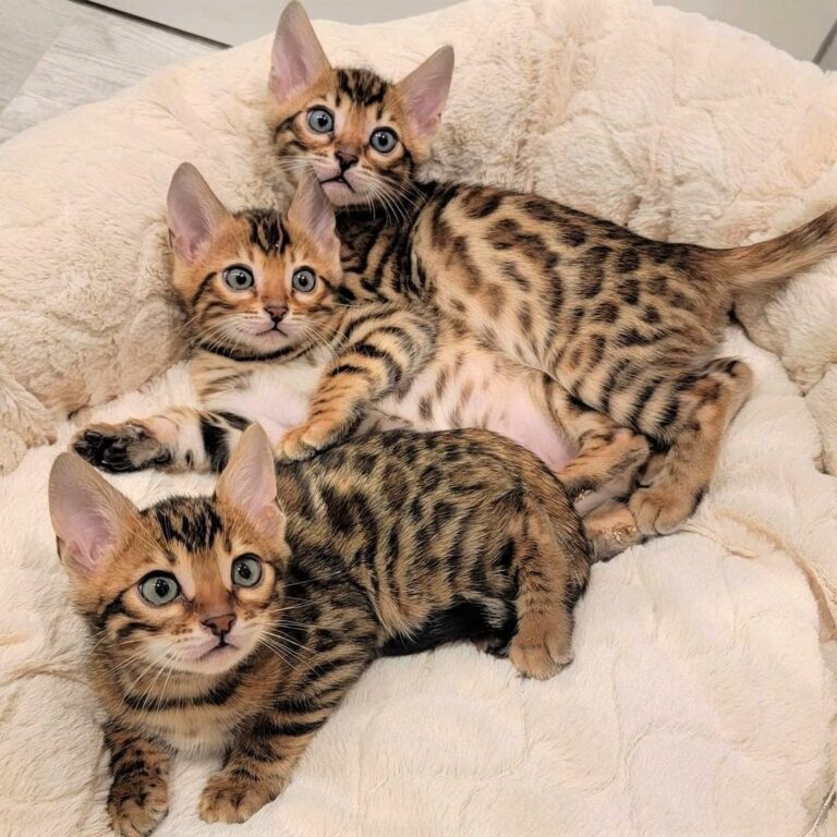 Bengal Cat For Sale Bangles Cats For Sale Bengal Kittens For Sale 4533