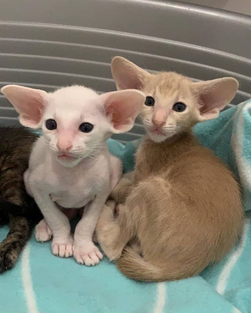 Oriental Shorthair Cat for sale Oriental Shorthair for sale