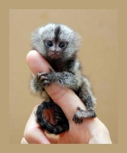 Finger Monkey for sale | Buy Finger Monkey | Pygmy Marmoset for sale